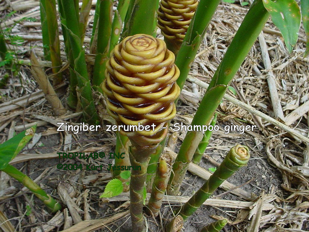 Zingiber zerumbet - Shampoo ginger