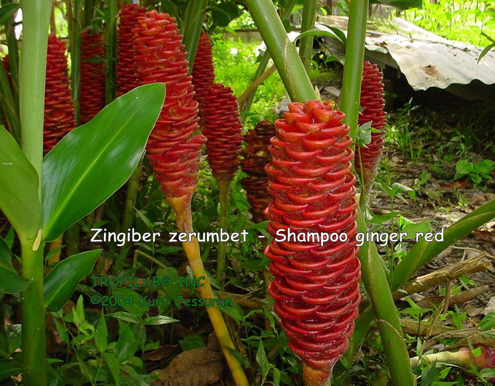 Zingiber zerumbet - Shampoo ginger