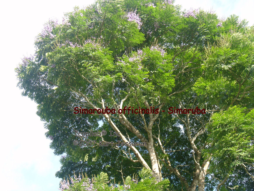 Simarouba officinalis - Simaruba