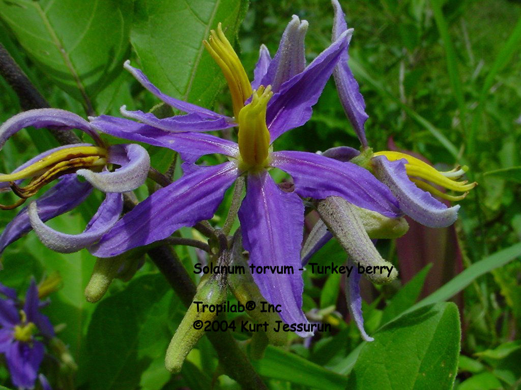 Solanum torvum (Turkey berry)