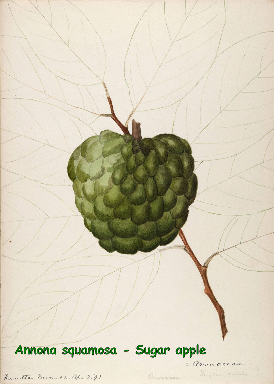 Annona squamosa - Sugar apple