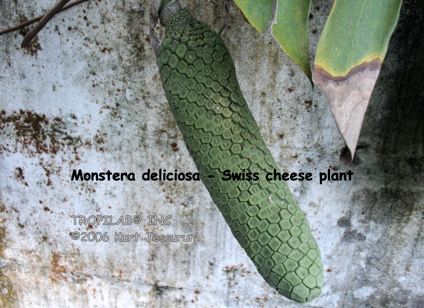 Monstera deliciosa - Swiss cheese plant fruits