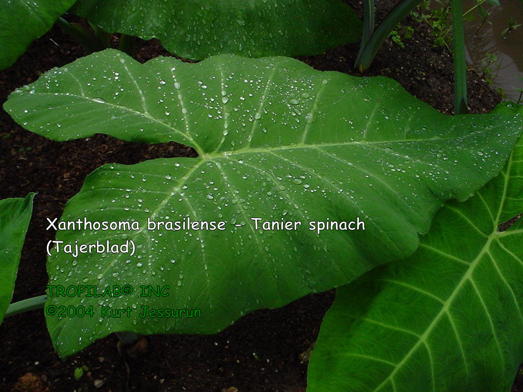 Xanthosoma brasilense- Tanier spinach