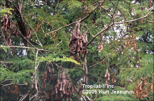 Tamarindus indica- Tamarind fruits