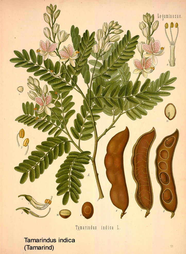 Tamarindus indica- Tamarind