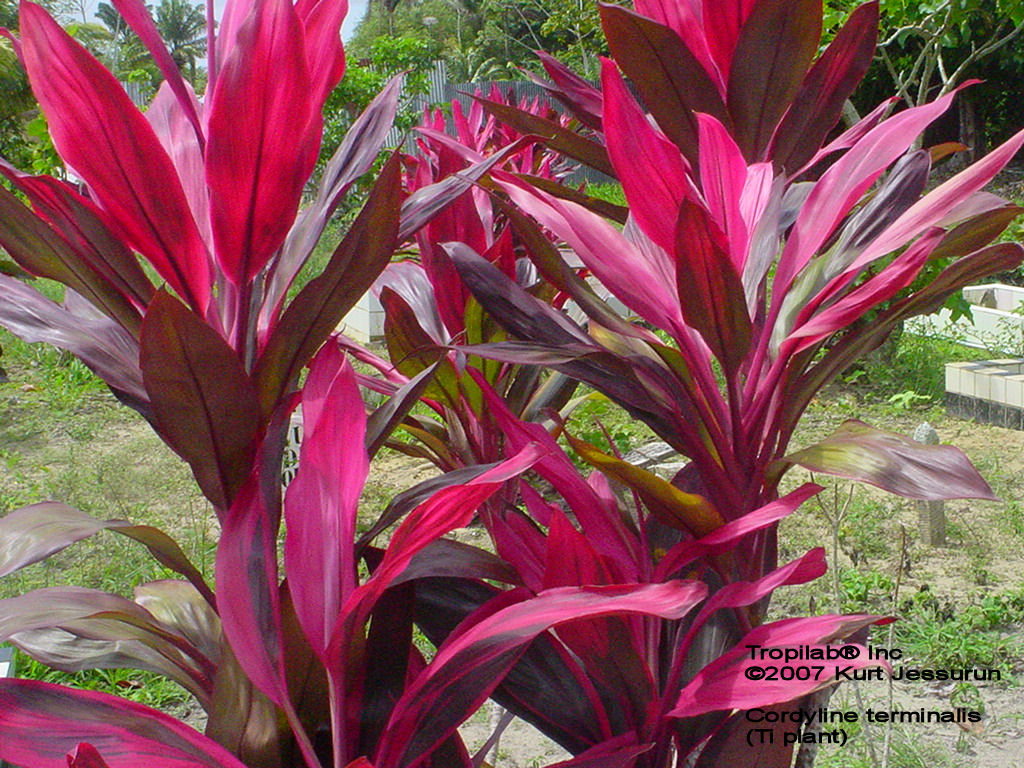 Cordyline terminalis