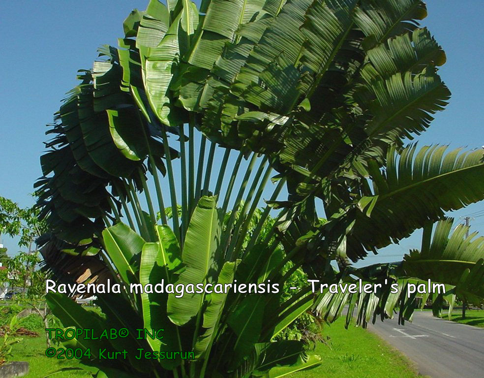 Ravenala madagascariensis - Traveler's palm