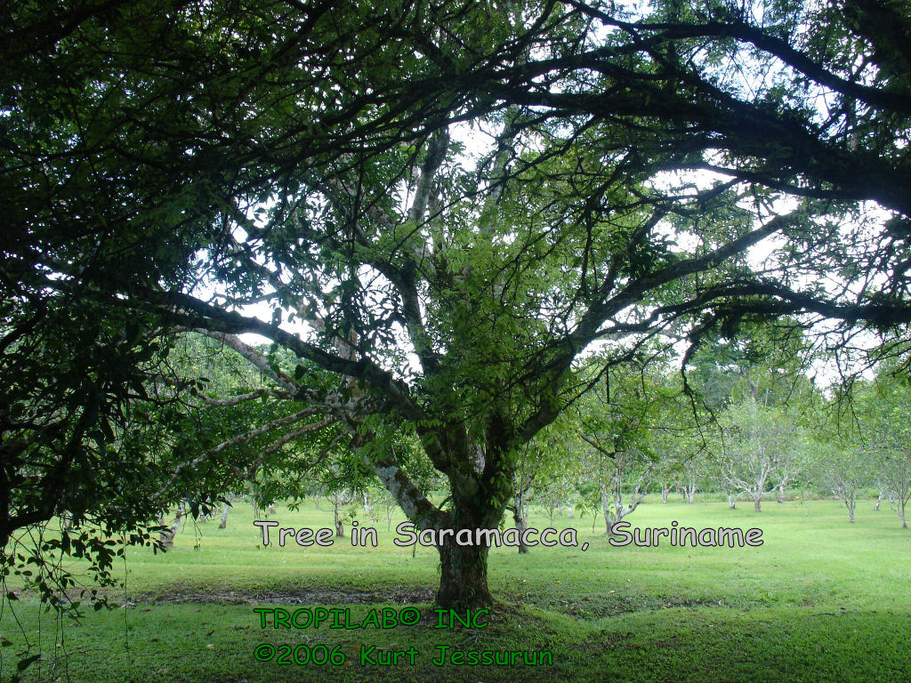 Mooie boom in Saramacca, Suriname