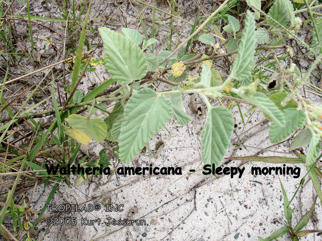 Waltheria americana - Sleepy morning