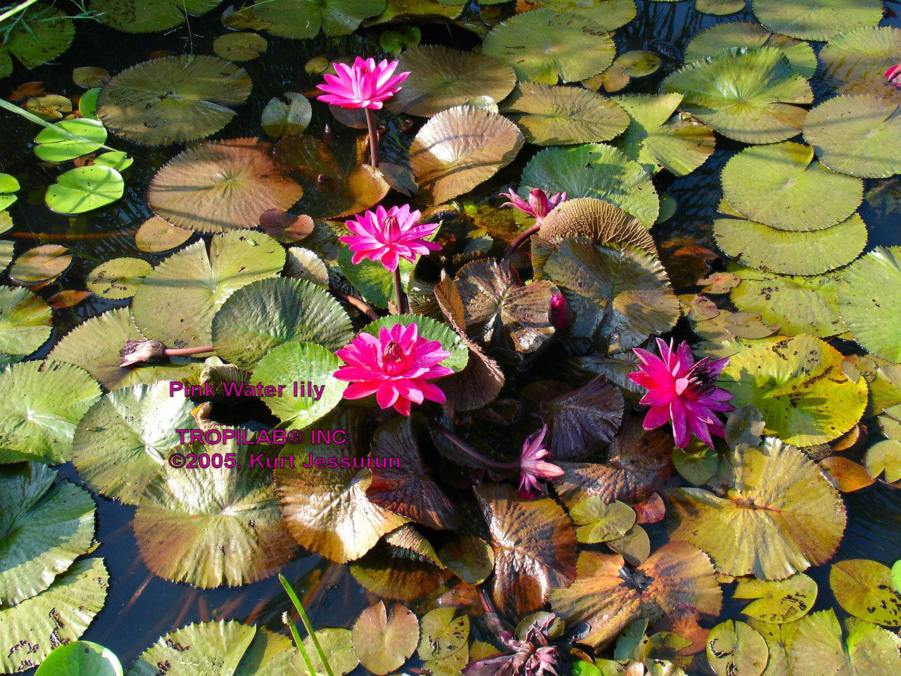 Pink water lily