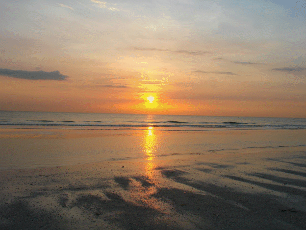 Beach rainforest