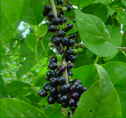 Bitter green seedpod