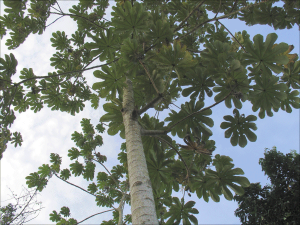 Cecropia peltata