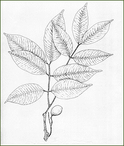 COPAIFERA OFFICINALIS