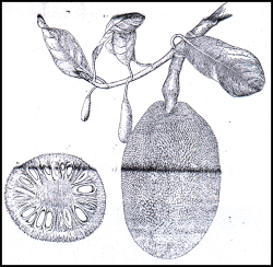 Artocarpus heterophyllus