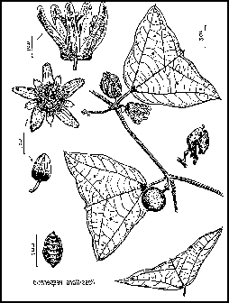 Passiflora vespertilio