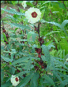 Hibiscus sabdariffa