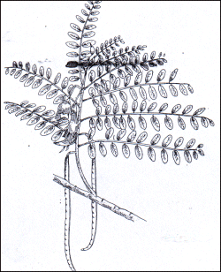 Sesbania grandiflora poir - Kembang turi