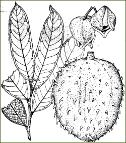 Annona Muricata L