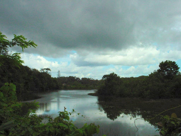 Tempest rainforest