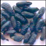 Tonka beans