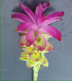 Curcuma xanthorriza