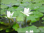 White Water lily